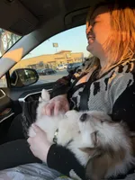 Bazooka , a female Great Pyrenees for sale in Statesville, NC – 5 of 5