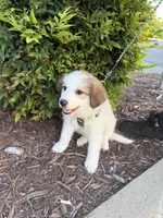 Bazooka , a female Great Pyrenees for sale in Statesville, NC – 3 of 5