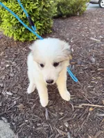 Blue, a female Great Pyrenees for sale in Statesville, NC – 3 of 3