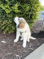 Bazooka , a female Great Pyrenees for sale in Statesville, NC – 2 of 5