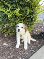 Bazooka , a female Great Pyrenees for sale in Statesville, NC – 4 of 5