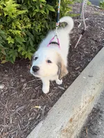 Pink, a female Great Pyrenees for sale in Statesville, NC – 3 of 3