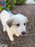 Blue, a female Great Pyrenees for sale in Statesville, NC – 2 of 3