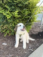 Bazooka , a female Great Pyrenees for sale in Statesville, NC – 1 of 5
