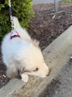 Pink, a female Great Pyrenees for sale in Statesville, NC – 2 of 3