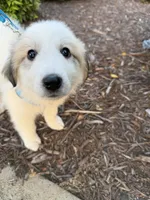 Blue, a female Great Pyrenees for sale in Statesville, NC – 1 of 3