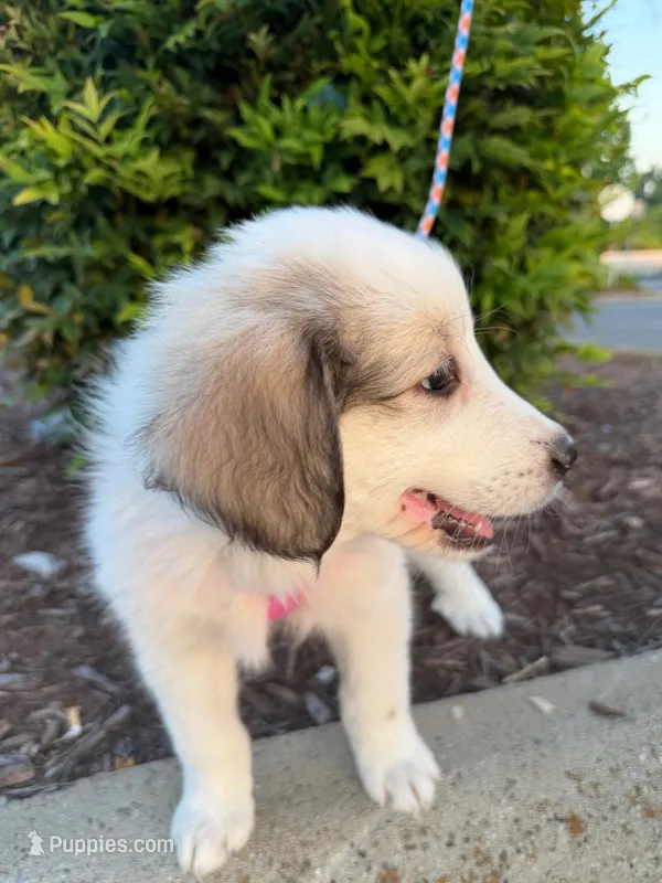Pink – Great Pyrenees puppy for sale in Statesville, NC