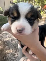 Male Corgi, a male Pembroke Welsh Corgi for sale in Firebaugh, CA – 1 of 5