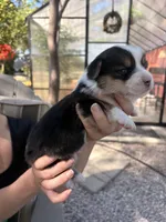 Male Corgi, a male Pembroke Welsh Corgi for sale in Firebaugh, CA – 3 of 5