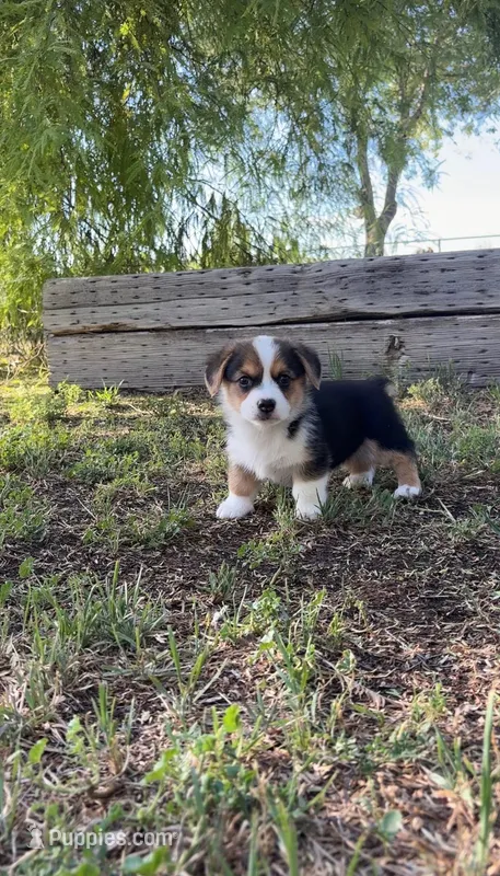 Male Corgi – Pembroke Welsh Corgi puppy for sale in Firebaugh, CA