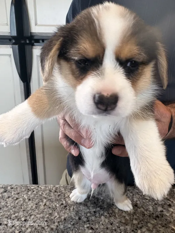 Male Corgi – Pembroke Welsh Corgi puppy for sale in Firebaugh, CA