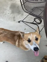 Male Corgi, a male Pembroke Welsh Corgi for sale in Firebaugh, CA – 5 of 5