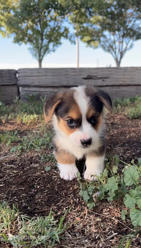 Male Corgi – Pembroke Welsh Corgi puppy for sale in Firebaugh, CA