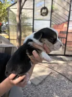 Male Corgi, a male Pembroke Welsh Corgi for sale in Firebaugh, CA – 2 of 5