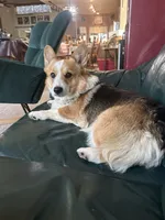 Male Corgi, a male Pembroke Welsh Corgi for sale in Firebaugh, CA – 4 of 5