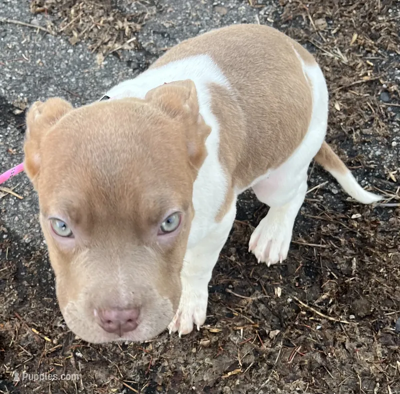Blossom – French Bulldog, American Bully puppy for sale in Lansing, MI