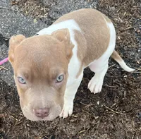 Blossom, a female French Bulldog and American Bully for sale in Lansing, MI – 1 of 2