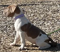 Blossom, a female French Bulldog and American Bully for sale in Lansing, MI – 2 of 2