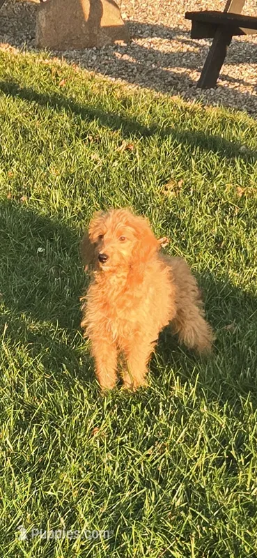 Tank – Miniature Goldendoodle puppy for sale in Fort Wayne, IN