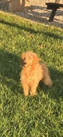 Tank, a male Miniature Goldendoodle for sale in Fort Wayne, IN – 1 of 7