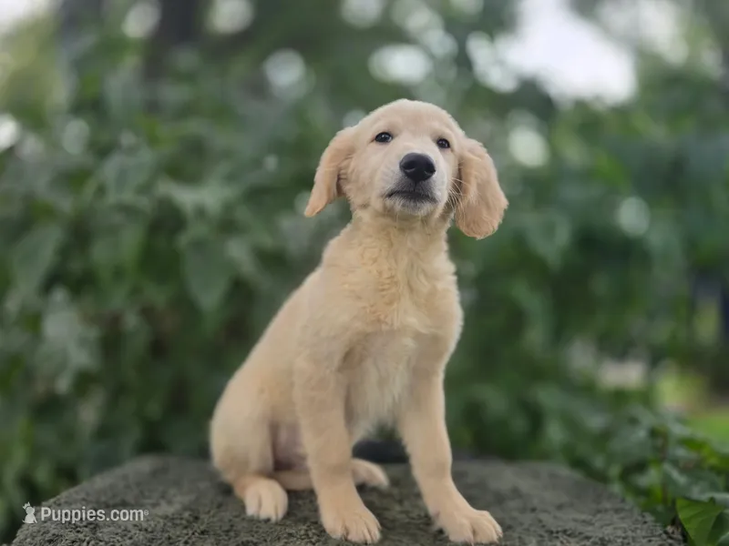Harald – Golden Retriever puppy for sale in Fort Wayne, IN