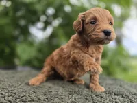 Leo, a male Miniature Goldendoodle for sale in Fort Wayne, IN – 3 of 3