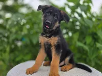 Mike #2186, a male German Shepherd Dog for sale in Fort Wayne, IN – 2 of 2