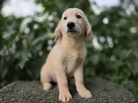 Harald, a male Golden Retriever for sale in Fort Wayne, IN – 2 of 3