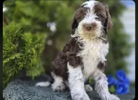 Jerry #1554, a male Miniature Bernedoodle for sale in Fort Wayne, IN – 2 of 2