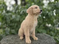 Pratmi, a female Golden Retriever for sale in Fort Wayne, IN – 2 of 3