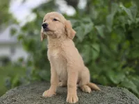 Ingrid, a female Golden Retriever for sale in Fort Wayne, IN – 3 of 3