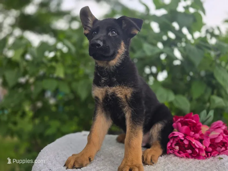 Max #3193 – German Shepherd Dog puppy for sale in Fort Wayne, IN