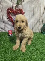 Tim, a male Miniature Goldendoodle for sale in Fort Wayne, IN – 3 of 3