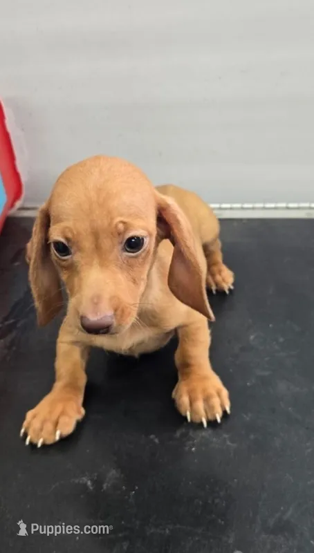 Herschel – Miniature Dachshund puppy for sale in Fort Wayne, IN
