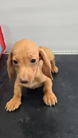 Herschel, a male Miniature Dachshund for sale in Fort Wayne, IN – 1 of 1