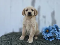 Leo, a male Golden Retriever for sale in Fort Wayne, IN – 3 of 3