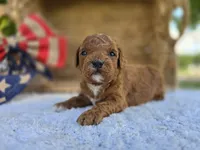 Rusty, a male Miniature Goldendoodle for sale in Fort Wayne, IN – 3 of 3