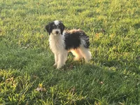 Scout #2304, a male Miniature Bernedoodle for sale in Fort Wayne, IN – 3 of 4