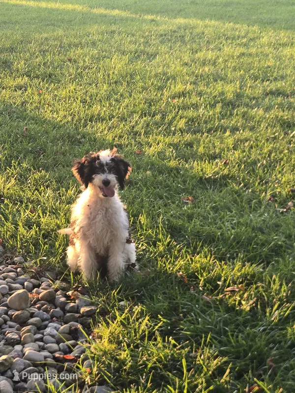 Scout #2304 – Miniature Bernedoodle puppy for sale in Fort Wayne, IN