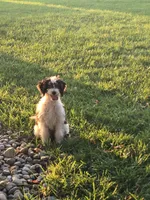 Scout #2304, a male Miniature Bernedoodle for sale in Fort Wayne, IN – 1 of 4