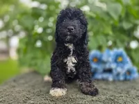 Turbo, a male Miniature Goldendoodle for sale in Fort Wayne, IN – 3 of 3