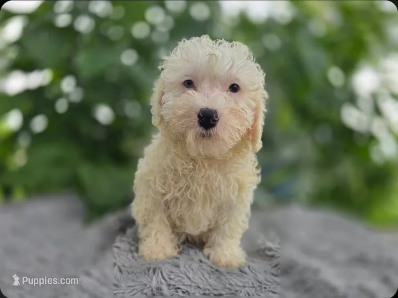 Tony – Miniature Goldendoodle puppy for sale in Fort Wayne, IN