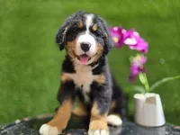 Buster #2677, a male Bernese Mountain Dog for sale in Fort Wayne, IN – 3 of 3