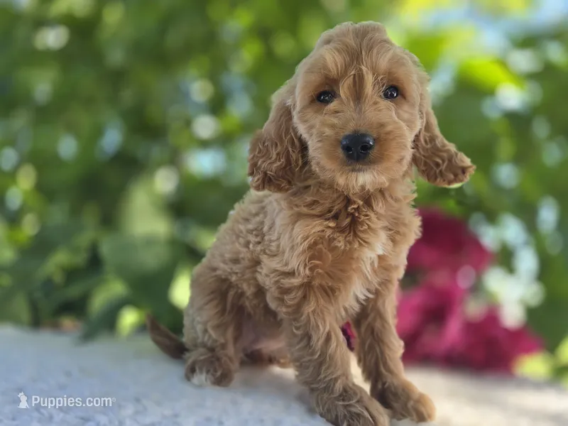 Sadie – Miniature Goldendoodle puppy for sale in Fort Wayne, IN