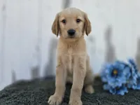 Millie, a female Golden Retriever for sale in Fort Wayne, IN – 2 of 3