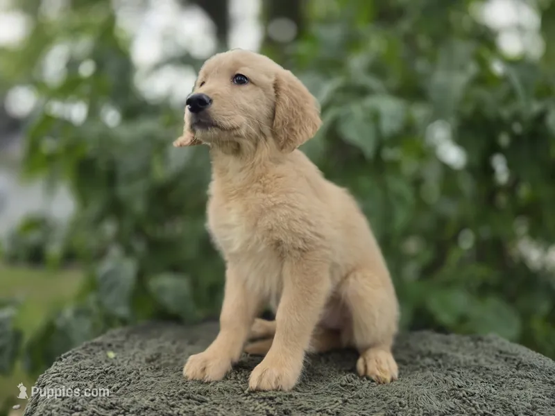 Pratmi – Golden Retriever puppy for sale in Fort Wayne, IN