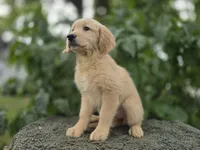 Pratmi, a female Golden Retriever for sale in Fort Wayne, IN – 1 of 3