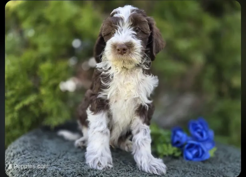 Jerry #1554 – Miniature Bernedoodle puppy for sale in Fort Wayne, IN