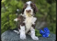 Jerry #1554, a male Miniature Bernedoodle for sale in Fort Wayne, IN – 1 of 2