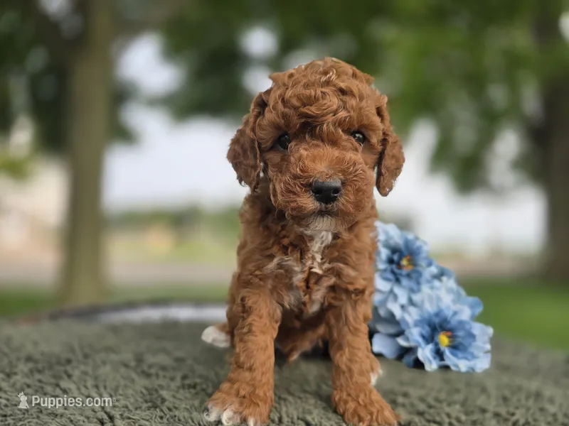 Rusty – Miniature Goldendoodle puppy for sale in Fort Wayne, IN
